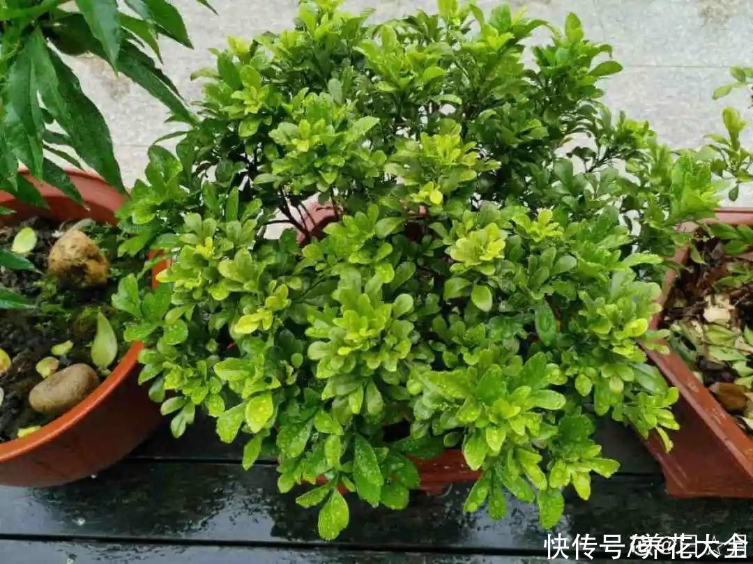蝴蝶兰|7种花，立秋后换盆，秋冬才能越养越好