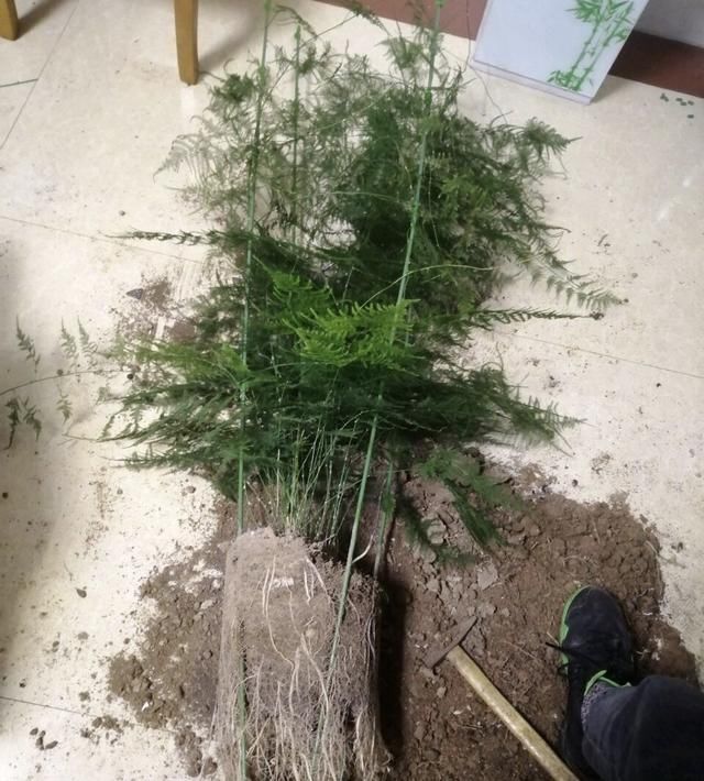 正确|5种花“专吃土”,砸开花盆全是“大块根”,这么做才正确