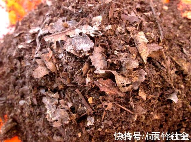 冬天养花,这个垃圾提前备点,养君子兰、兰花最好使,还不用花钱