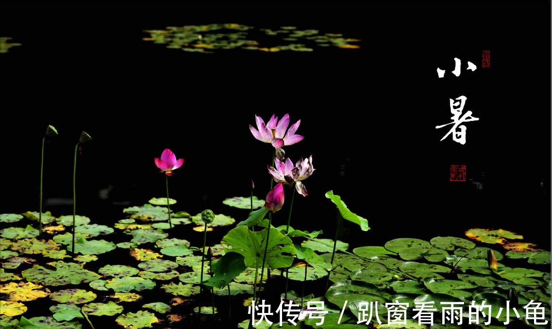 苋菜|明日小暑，牢记“5多吃、2少吃”，应季而食，营养健康，顺利入伏