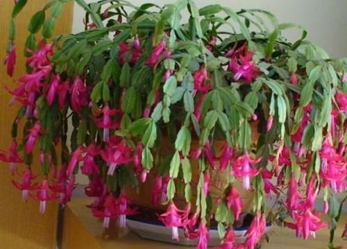 树典型：长寿花、仙客来、蟹爪兰，修剪的“对象”不一样