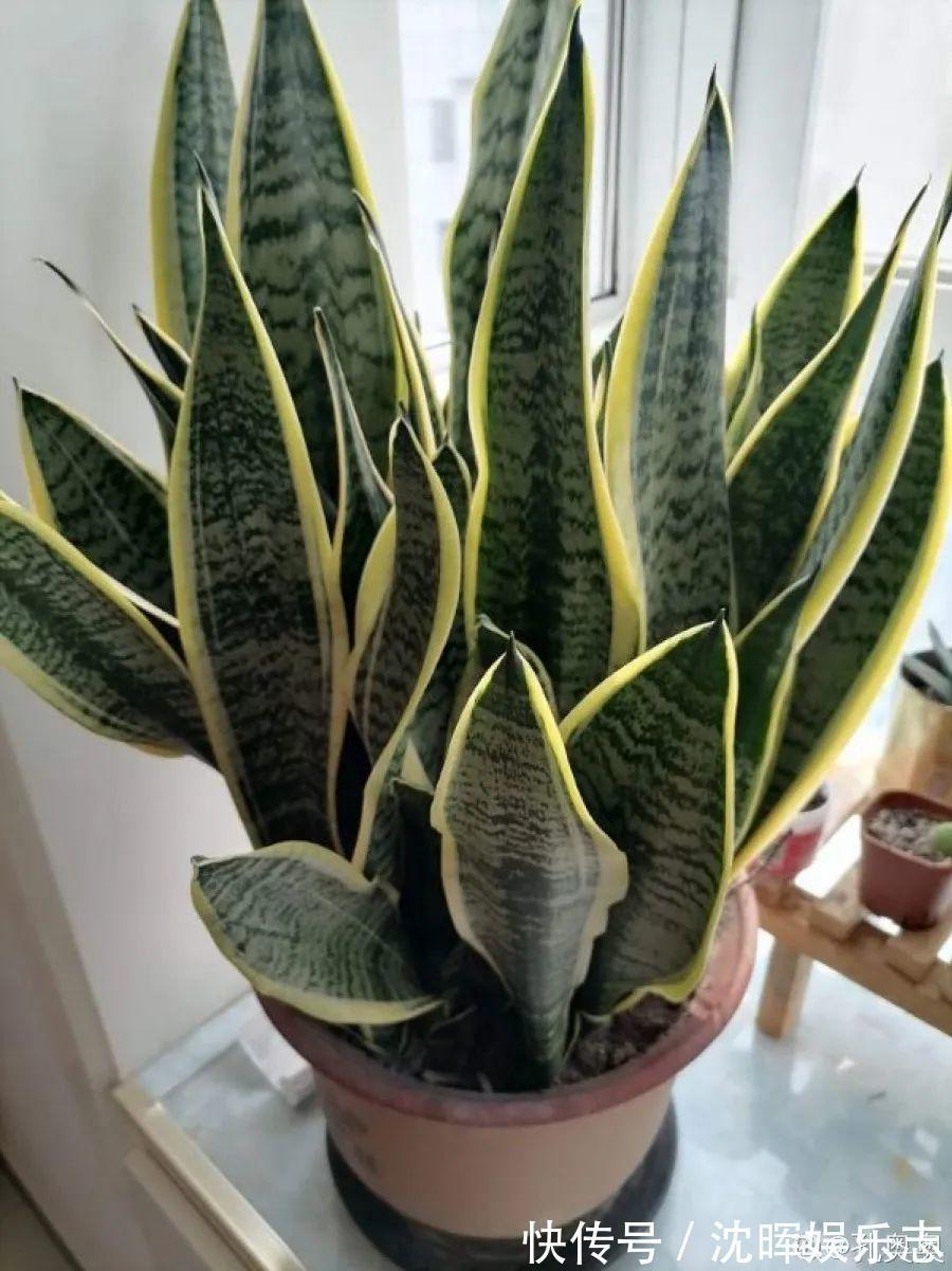 非洲堇|这花送人,只用送一片叶子,插土就活不心疼!