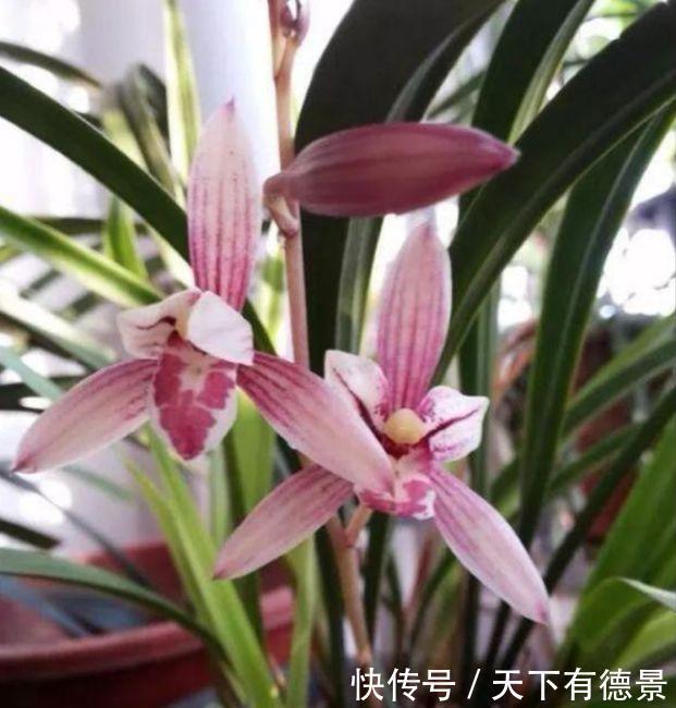 4种花养了就爆盆,清香扑鼻,给点阳光就灿烂,花开满盆!