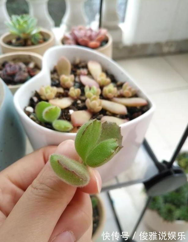 熊童子扦插很“另类”,取1枝变10盆,立马变成熊森林