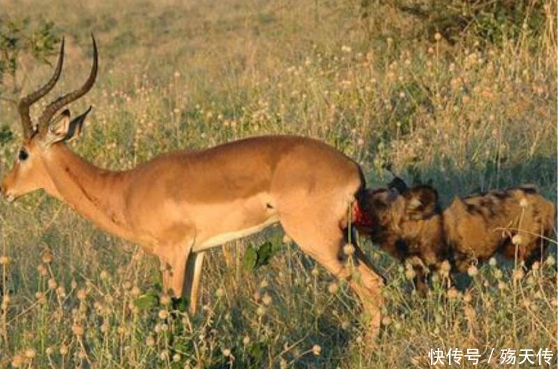 实拍非洲鬣狗的掏肛绝活,草原上动物的噩梦,就连大象也难以逃脱