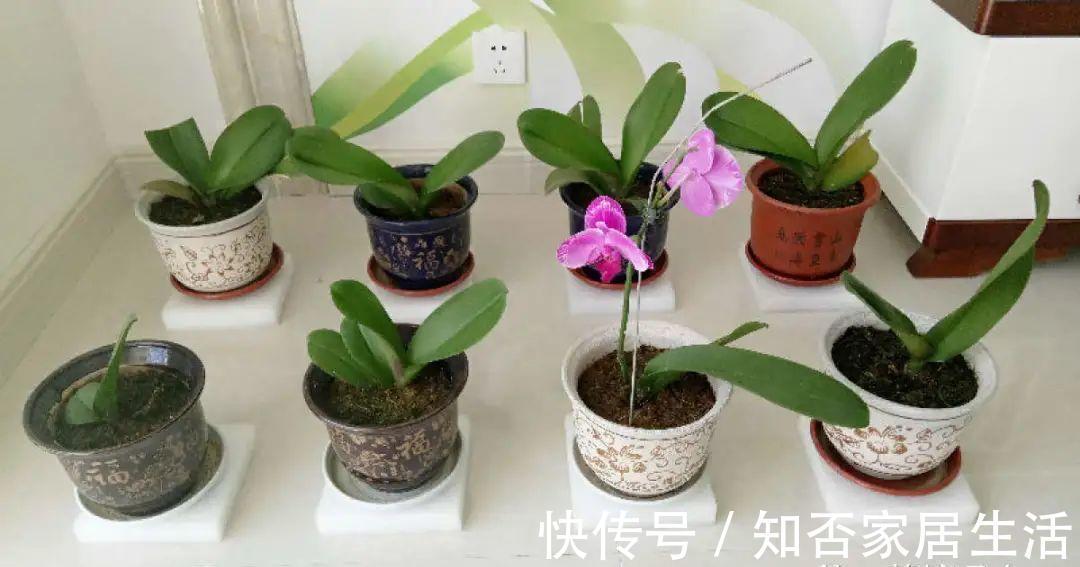花苞|天热了,20种花最怕浇水,浇得越多,死得越快!