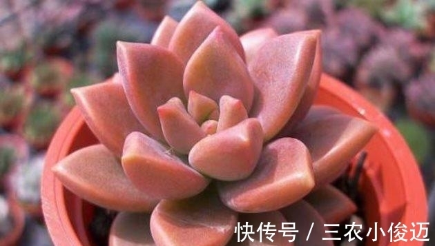 多肉植物|新买的多肉这么养, 不发软不变黄, 长得胖乎乎的
