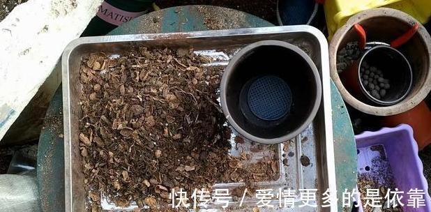 如何保障养花土的安全性学会这3妙招,不花钱就能杀菌消毒