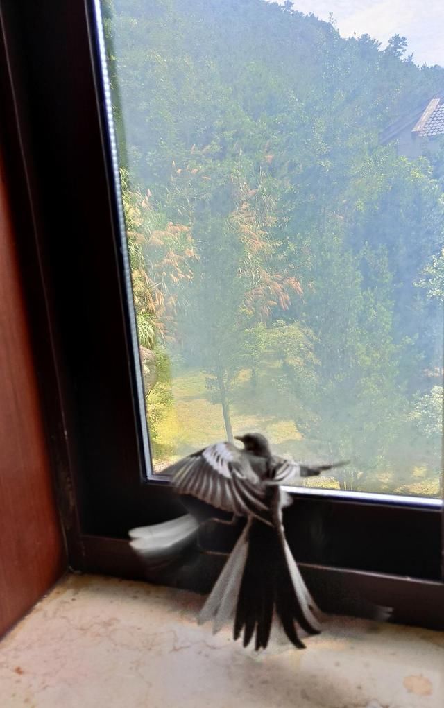 翠微宫|飞鸟诗词14首:城外粉桃开又早。听啼鸟,绿杨阴里莺声巧