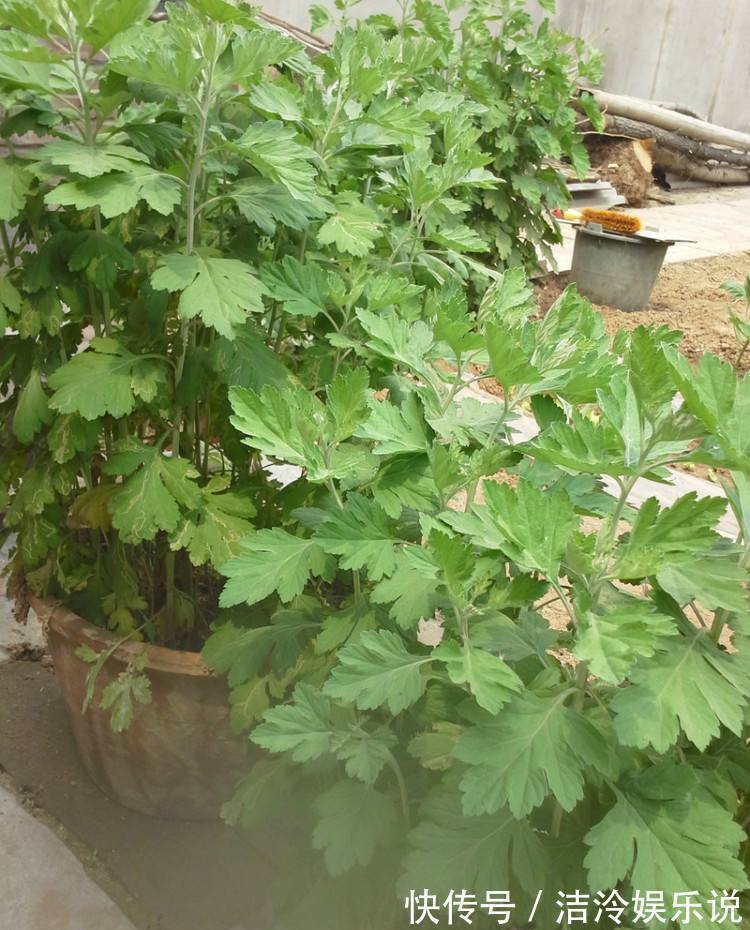 植物|3种长得丑的植物,很多人嫌弃,但聪明人会养,难怪越来越健康!