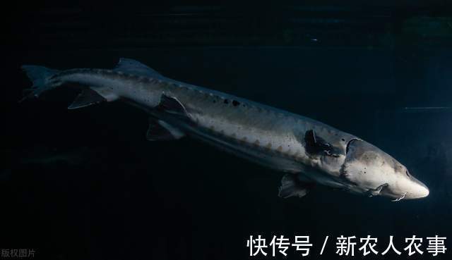 湖北一男子罕见钓获大鱼，发网上炫耀摊上事了，网友：可狱不可囚