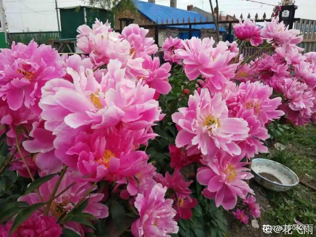 营养液|马上进入花期的花，10天一次肥，下个月就开花