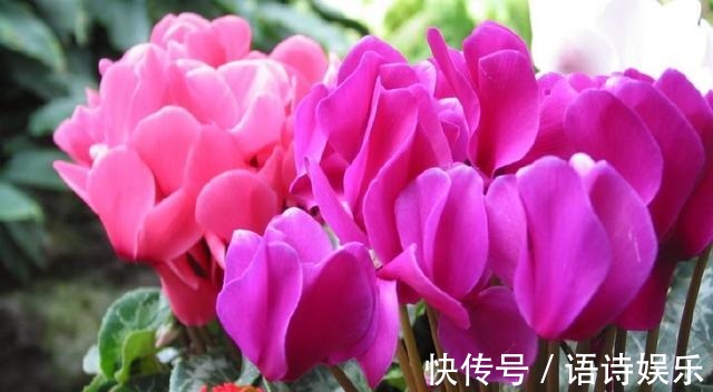 仙客来的冬天养殖禁忌,教你做好以下几点,爆芽爆花还能爆盆!