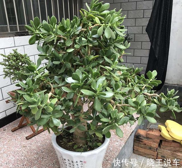 把“厚脸皮”养到“碗口粗”,用了5年时间,可以当传家宝了