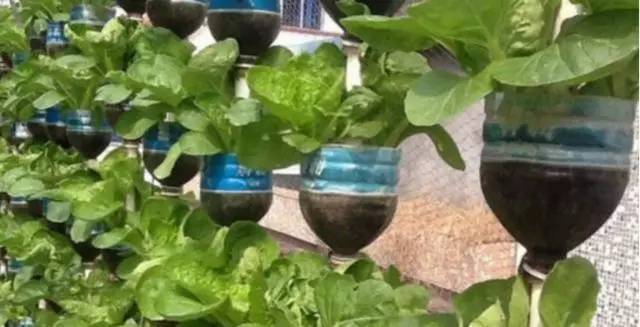 刘大爷|7旬老人捡了1500个塑料瓶,在自家后院搭起菜园子,全自动管