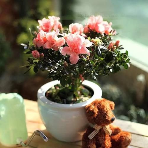 颜值高、开花多、易栽活的杜鹃花，这样养才对！
