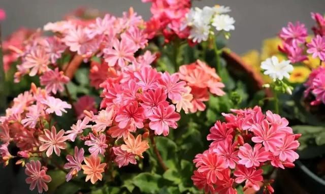 10种过年养的花，花市找不到，谁见了都稀罕