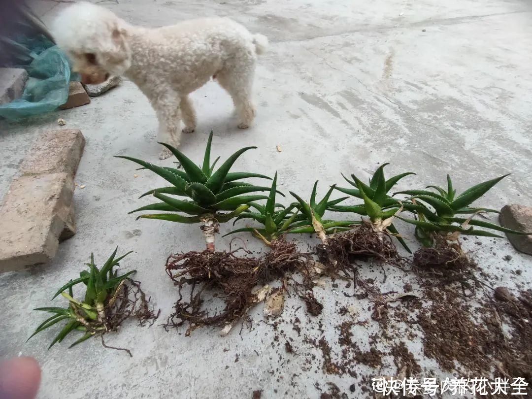 花出现7种情况，必须换盆，否则花活不过春天