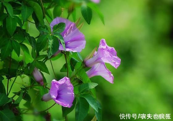 院子|若院子里长这5种草，不管多好看，看到了就铲除，留下是“祸害”