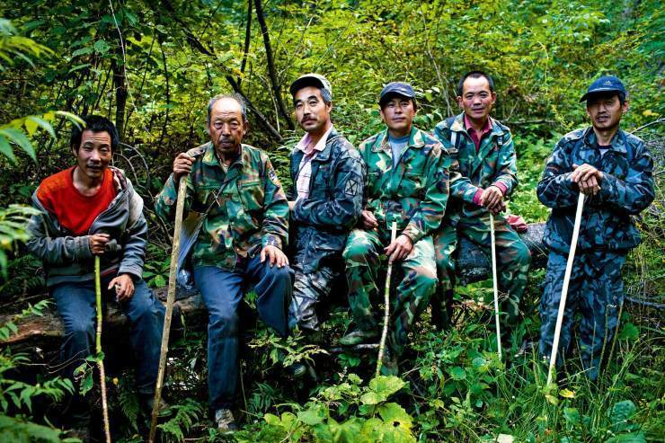 药材|老把头秋天进长白山，他们四处寻找“鬼火”，目的是采集一种植物