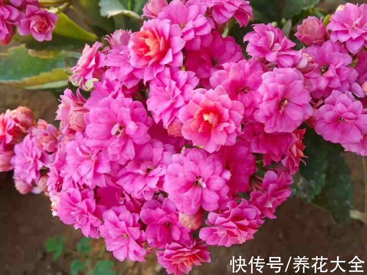 老年人喜欢的7种花,一看见就走不动路,年纪越大越喜欢