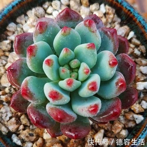 喜欢养多肉努力集齐这9个色系吧，放在阳台上色彩斑斓，非常好看