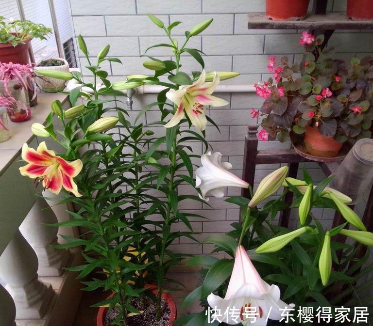 残花|百合花开完后这样“处理”，简单又方便，来年接着开花，更漂亮