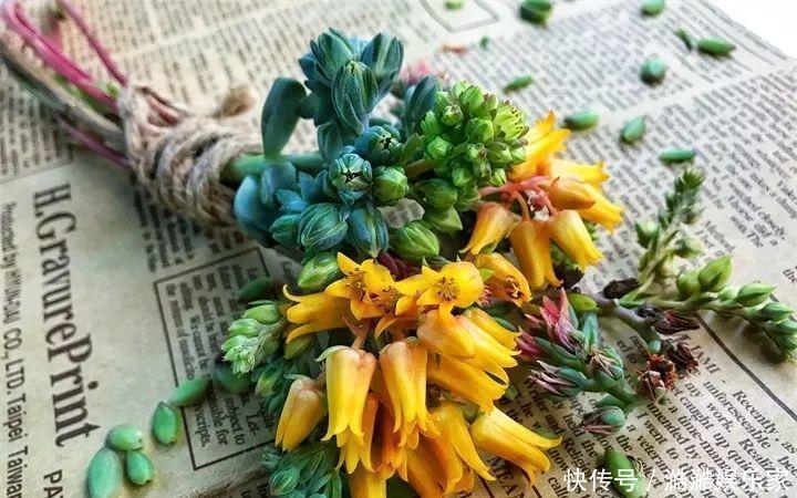 扦插|多肉长花箭被他剪断插土里，7天就生根！