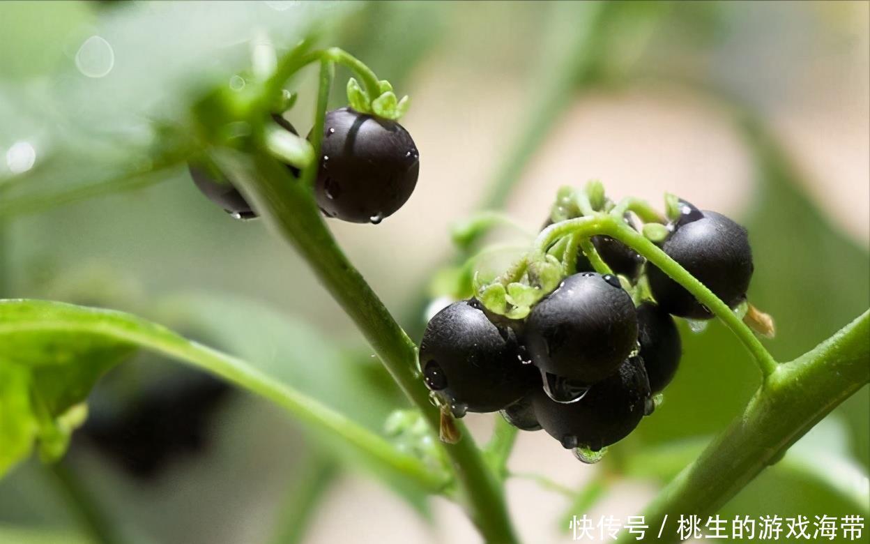 明目|女性常吃3食物，排毒燃脂，补肝明目，大肚腩不见了，试试看