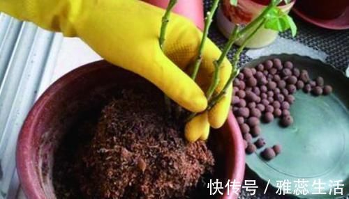 喜欢养花,买一盆烂一盆?问题出在这里,跟着养护专家学起来