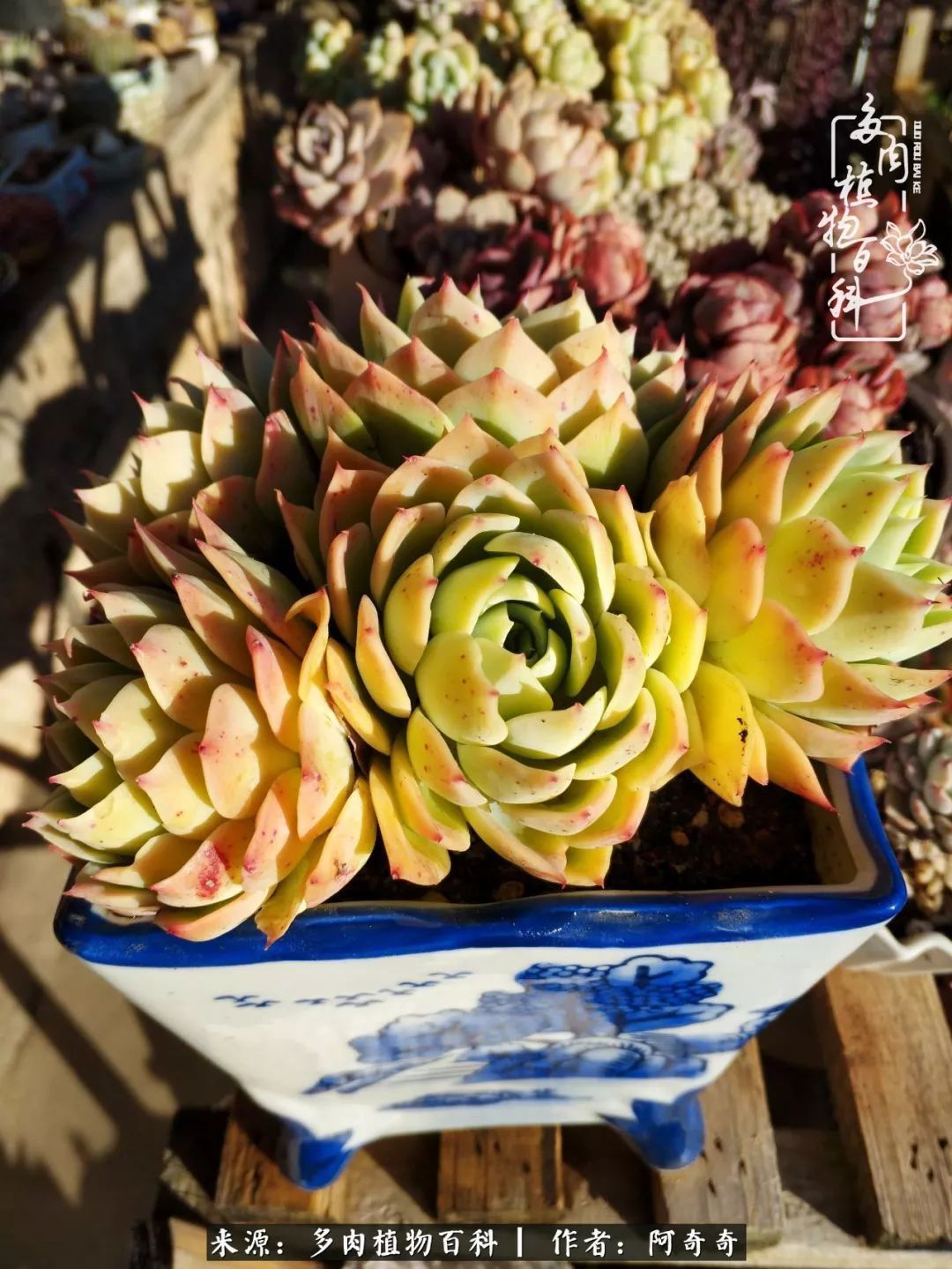 静心养多肉，只是为了在成人的世界里随波不逐流！