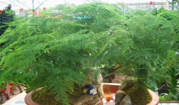 老公养文竹盆栽有妙法,浇水时加点它,枝繁叶茂再也不黄叶