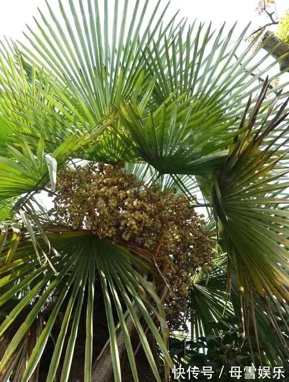 桂花树|路边的种子捡回家,泡一泡丢盆里,长成盆栽,省了买花钱!