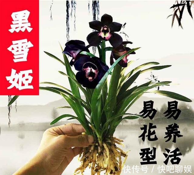 黑雪姬|别养桂花了!此花花香溢满屋,比乌龟还好养活,确定不养1盆?