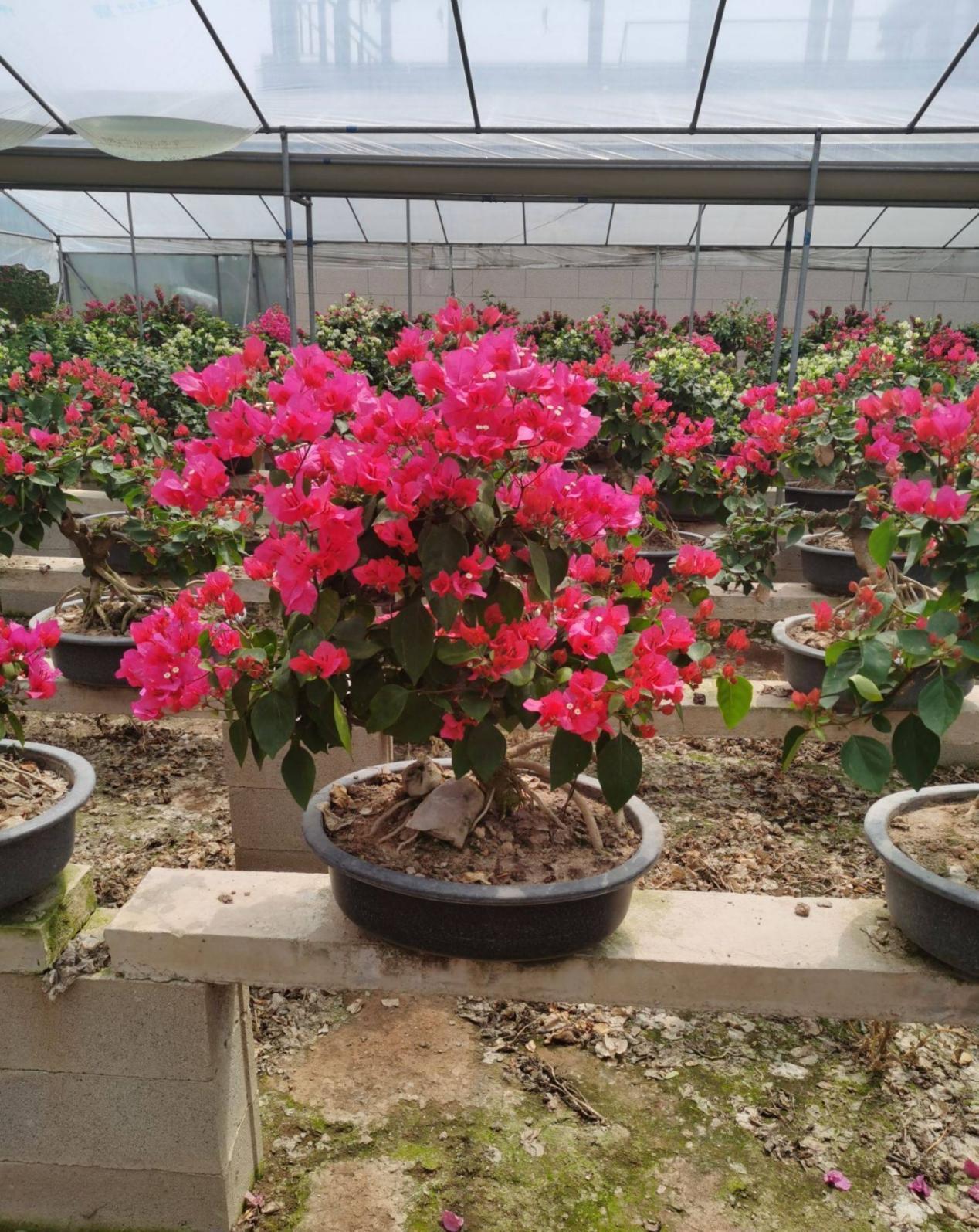 三角梅|将这4点落实到位，盆栽三角梅开花更漂亮，效果肉眼可见的显著