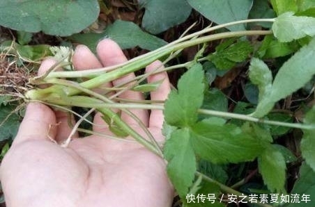 良药|父母托人从乡下带来了一种野菜,竟是治疗牙疼的良药,你认识吗?