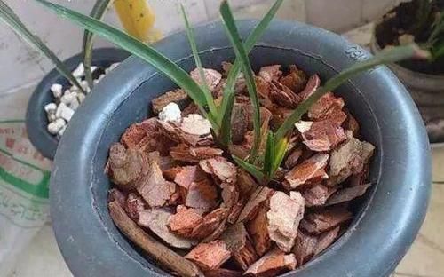 养花|捡拾2种树皮回来养花,花盆里埋1点,不烂根、不黄叶,长的旺