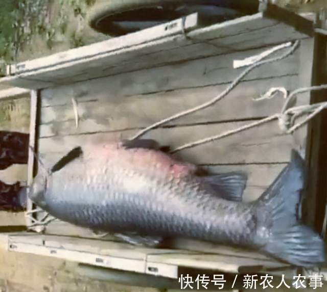 广东一男子野钓用螺蛳打窝，钓获180斤的“青鱼王”，用锄头刮鳞