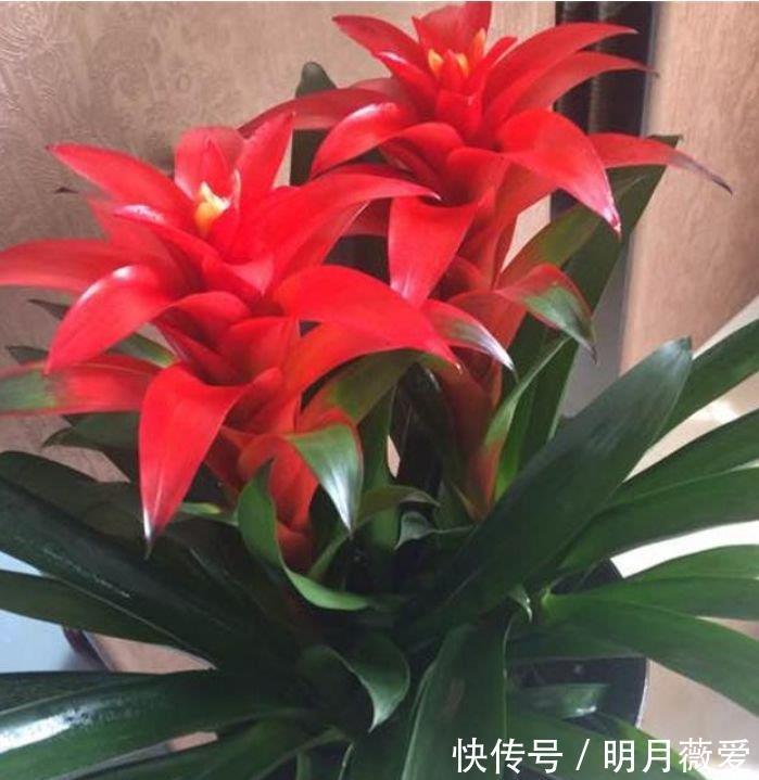 君子兰|家养3种花,个个都是“财神爷”,开花就爆盆,不易生病好养护
