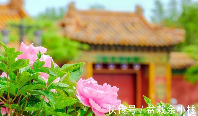 茶花|有钱人家的院子,爱养这4种花,高档有品味,富贵又典雅