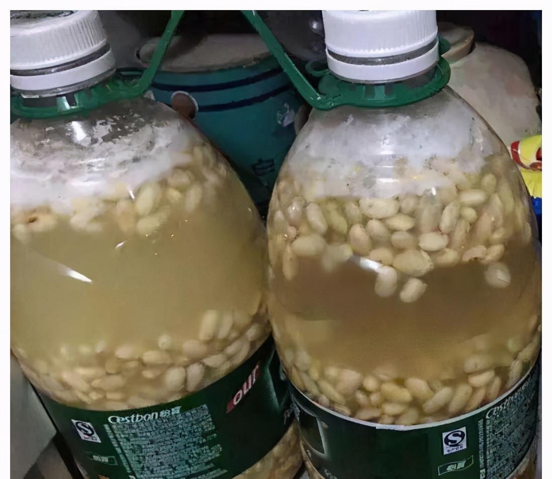 养花|黄豆泡一泡,倒进花盆里,劲大营养足,养花种菜一级棒