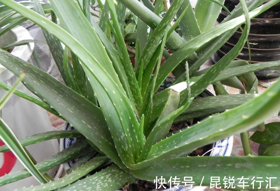 养花人不可不知的知识:盆栽此3款绿植,旺家旺人