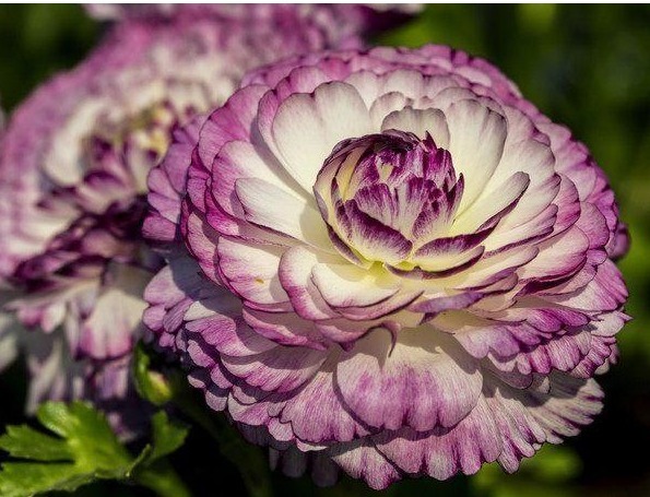 此花漂亮似牡丹，30天不浇水也不会死，被誉为“花中之王”