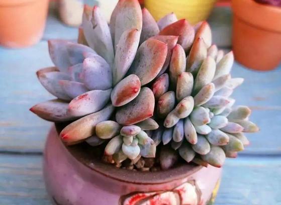 花友|提醒肉友换盆土,你弄清楚什么时候动手合适,如何操作了吗