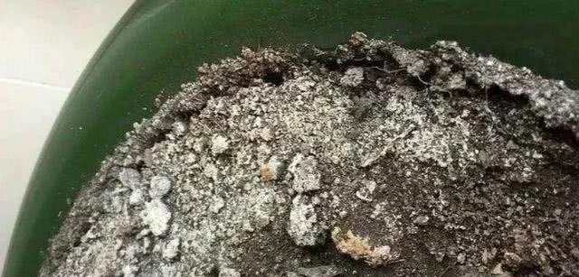 白霜|花盆中一旦发现“它”,别犹豫抓紧翻盆换土,否则花儿活不长久