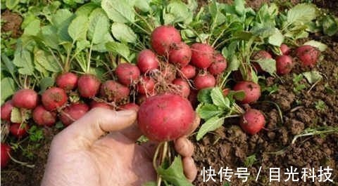 萝卜|立秋后,晚上当零食吃两个,降三高,止咳化痰,大肚子变平了