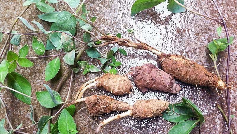 它叫“參”卻不是人參，長(zhǎng)在路邊過去常忽視，目前3元一兩