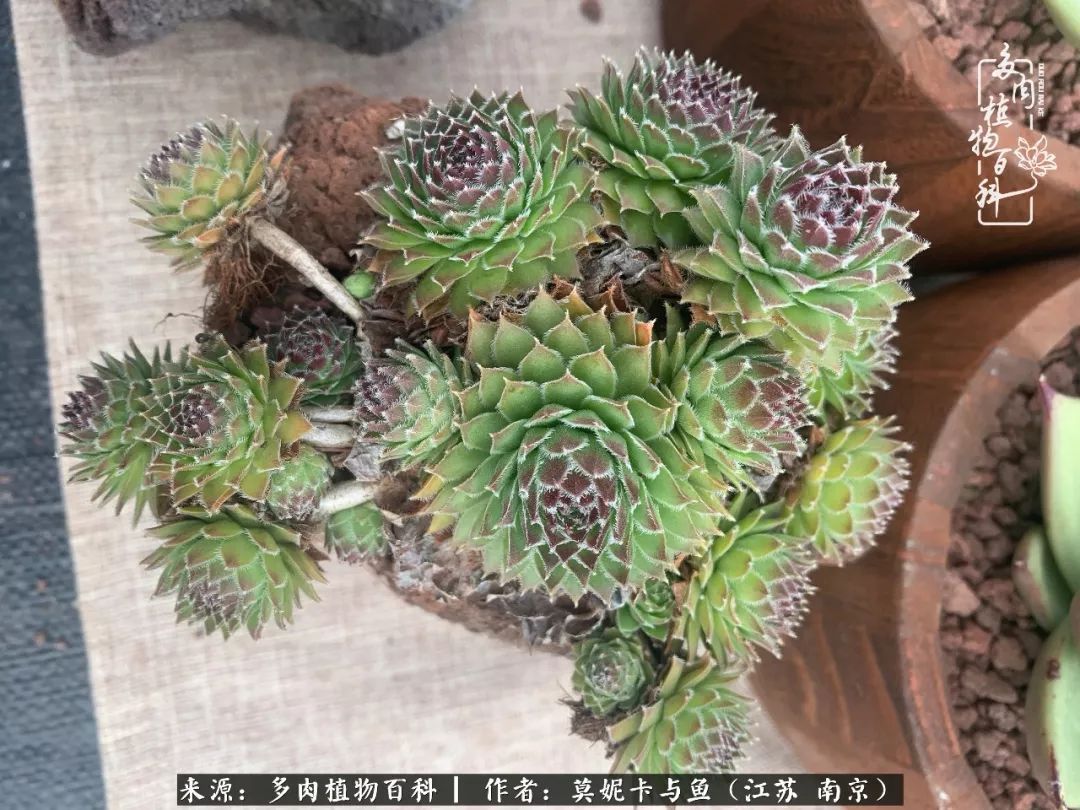 这多肉拼盘这么仙！如何制作达人手把手教你制作长生草拼盘！