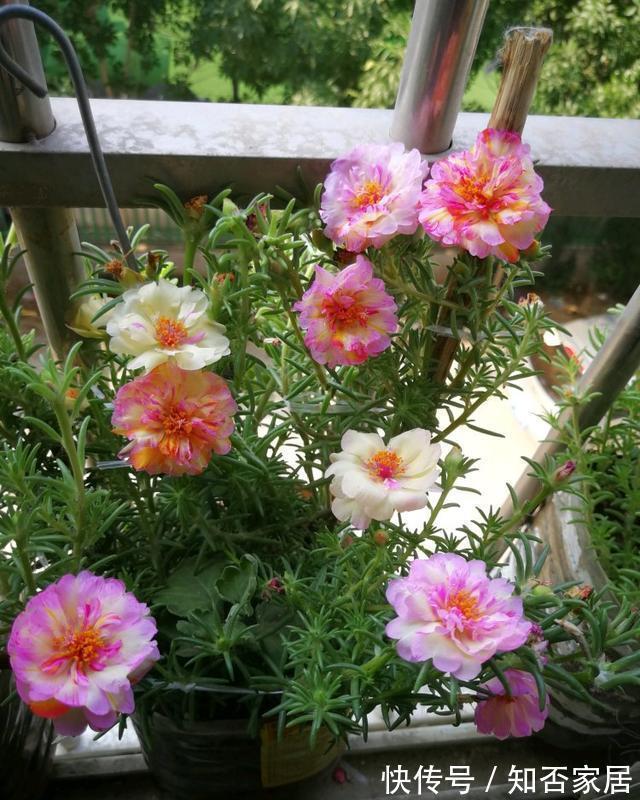 路边看到“三种花”,掰些枝埋土里扦插,“天气热”还有利于生根