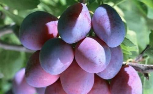 白萝卜|秋天真的来了，会吃的人最健康，3种食物不错过，排毒养颜身材好